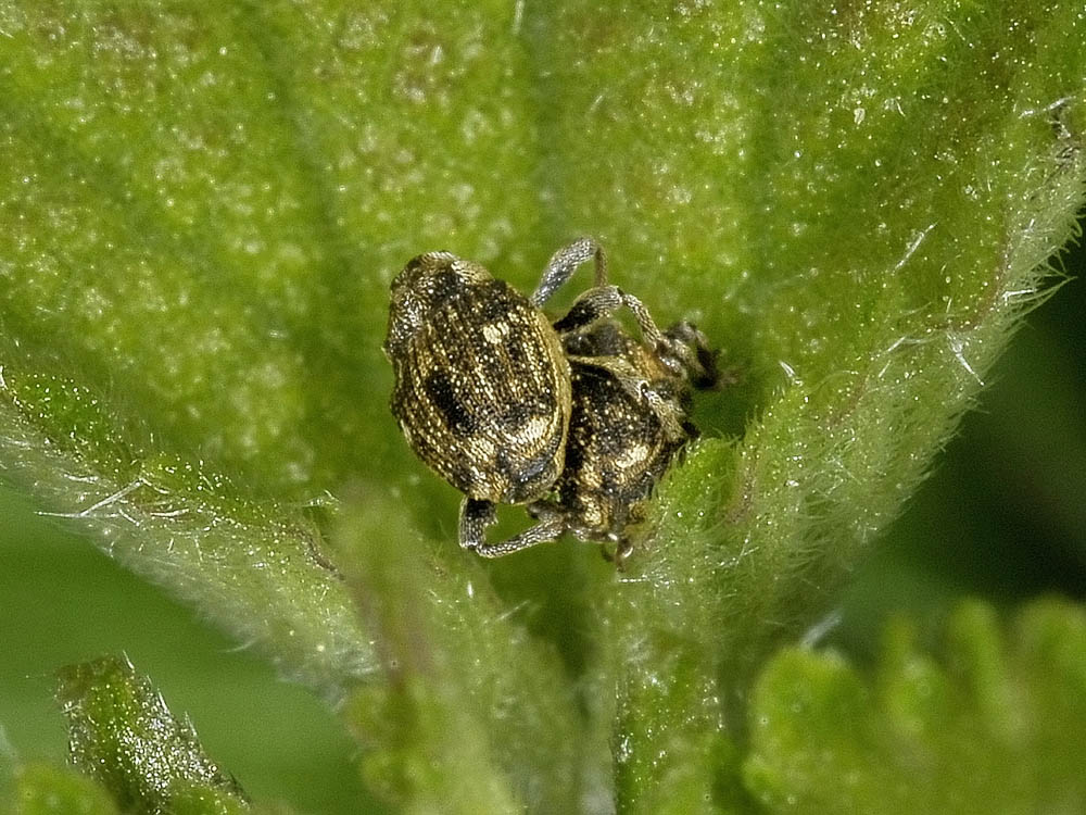 Minuscoli Curculionidi  su ortica - Nedyus quadrimaculatus